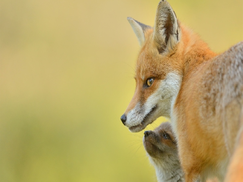 试管之前查溶血吗（试管移植当月忌讳）